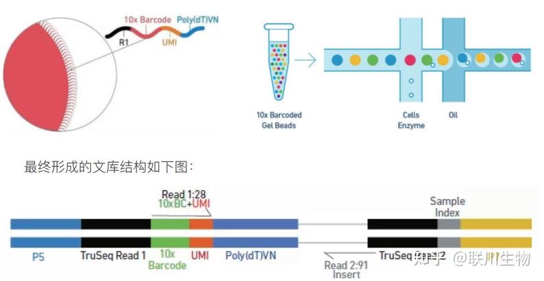 单细胞测序分析流程解析 - 知乎