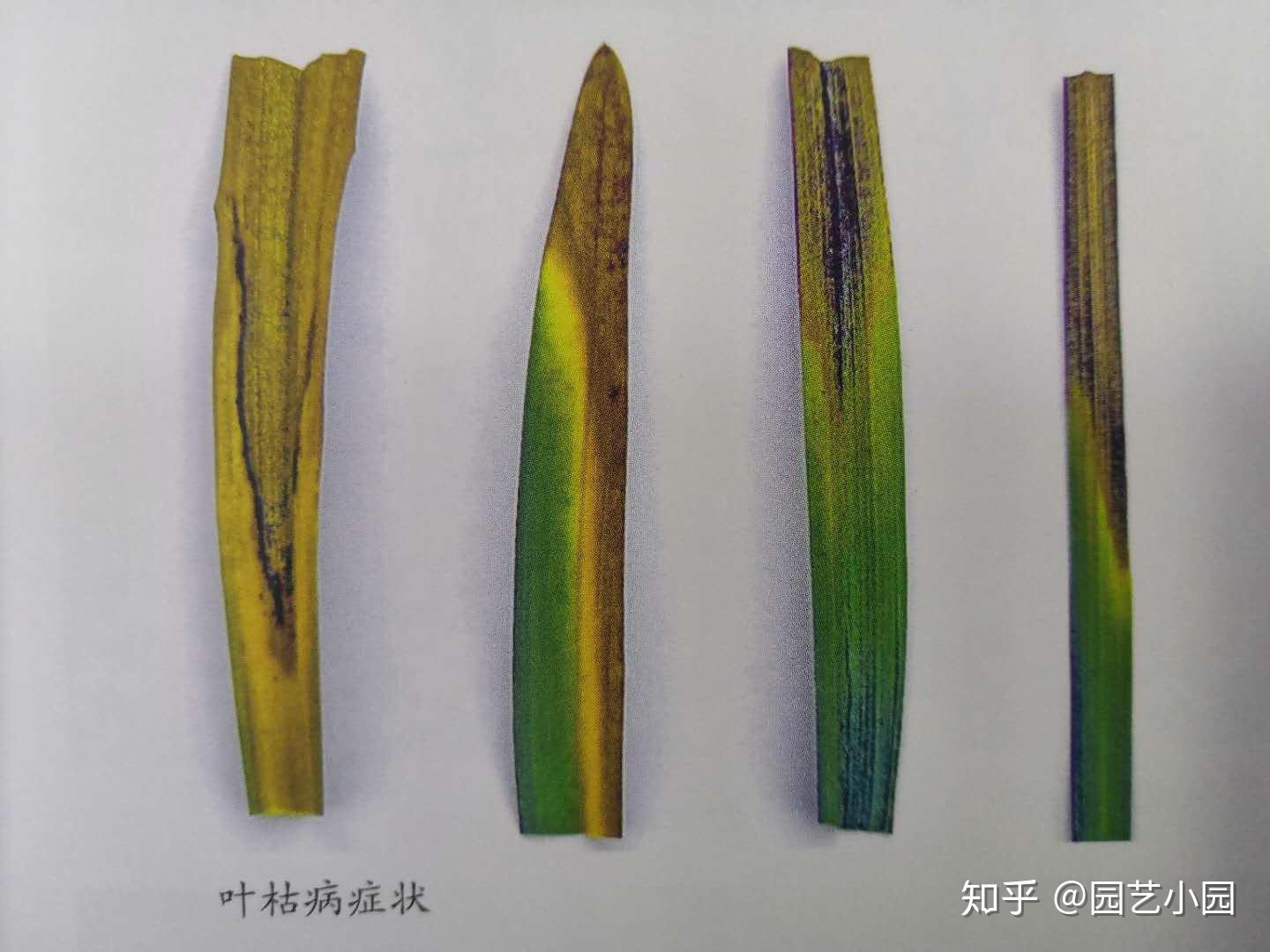 防治方法:及時剪除病葉和清理落葉,藥物防治可用苯醚甲環唑,代森錳鋅