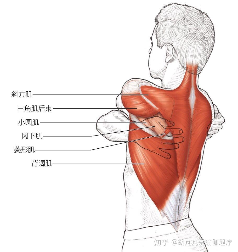 春眠不觉晓，拉伸知多少之肩 胸 背拉伸运动续章。 - 知乎