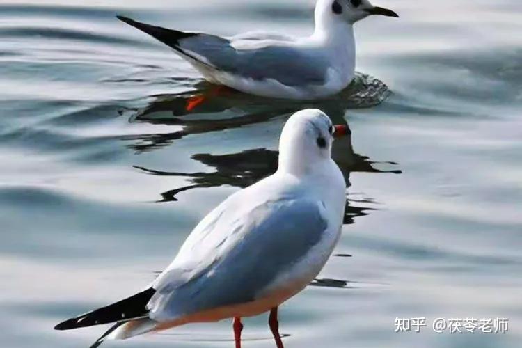 中医诊断公式(超全) - 知乎