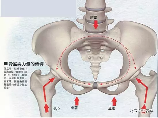 人体的力量之源 骨盆 知乎