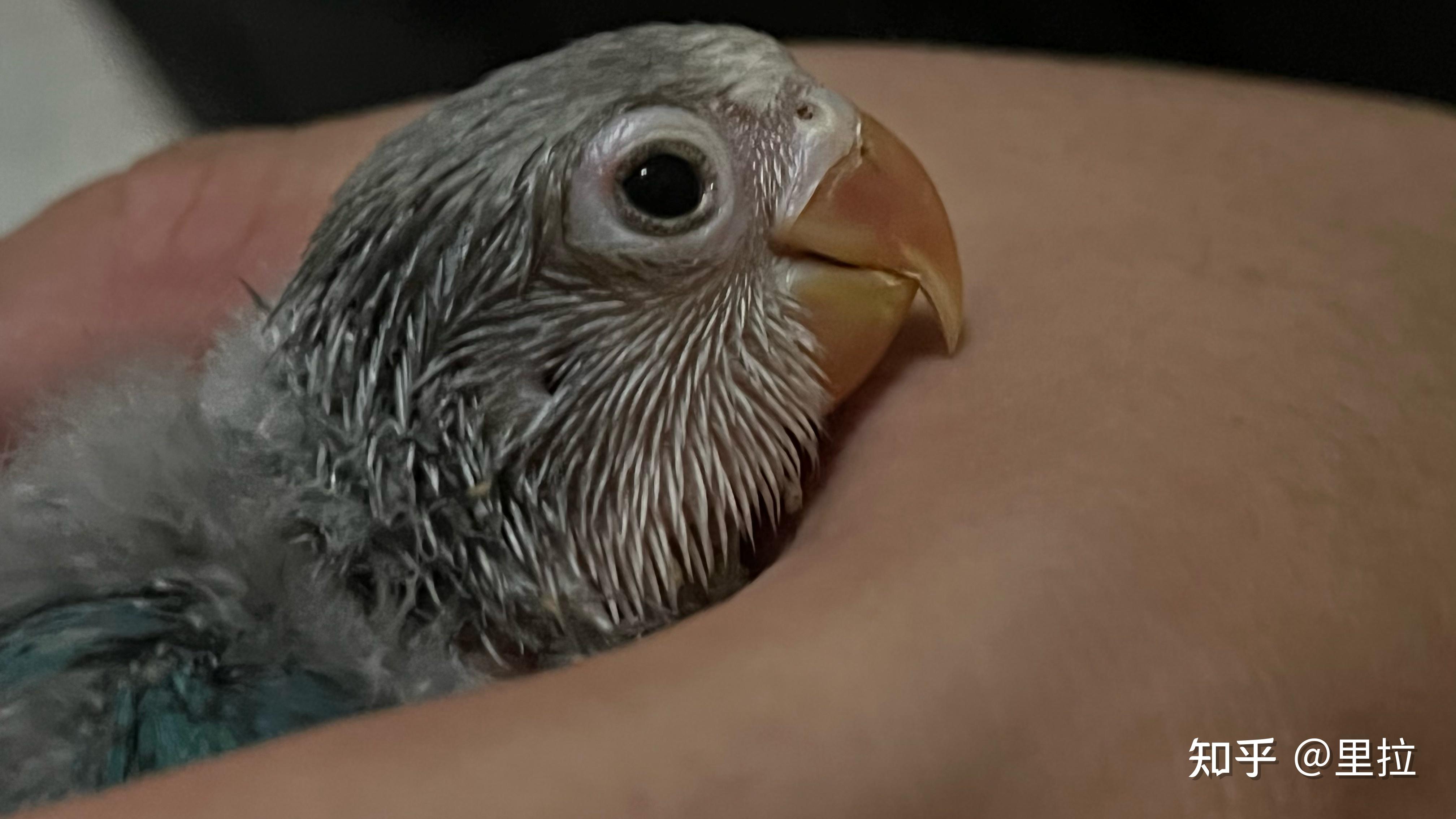 普兰雏鸟 - 知乎