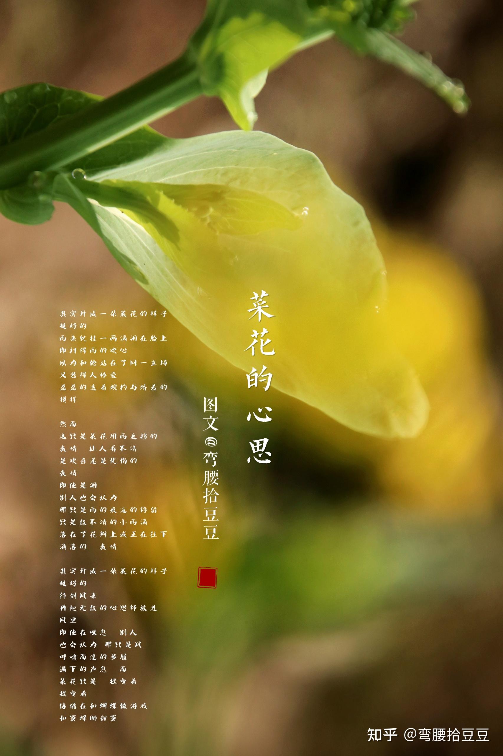 长成油菜花的心思