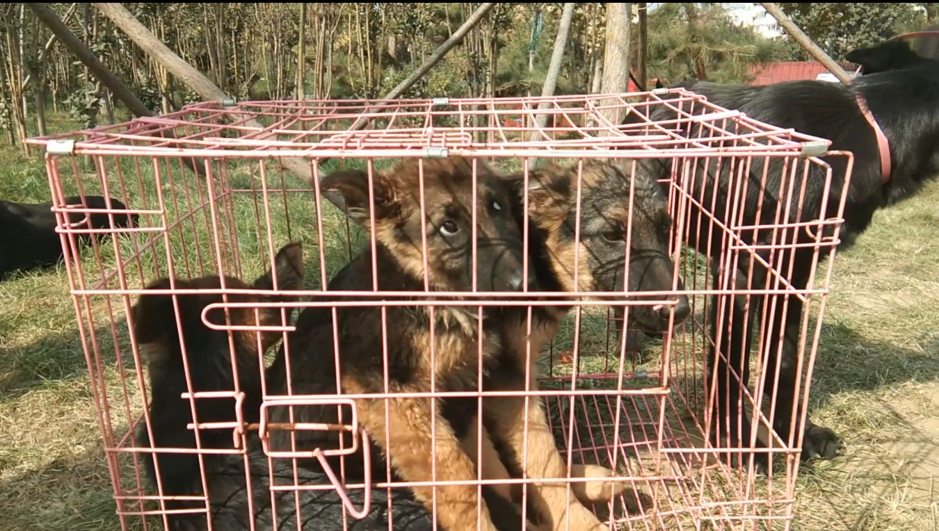 實拍河南農村狗市1只70多斤的白色猛犬賣600塊這到底是啥猛犬