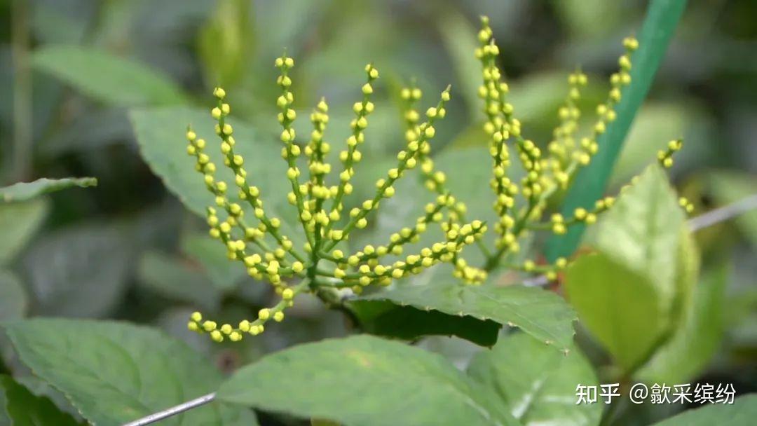 歙县瑰宝:珠兰花茶的清雅春韵 - 知乎