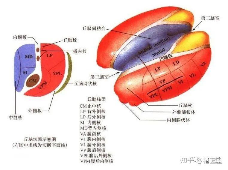 疼痛解剖学|丘脑 - 知乎
