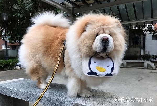为什么养“松狮犬”的人少?长得可爱,也敌不过这些问题 - 知乎