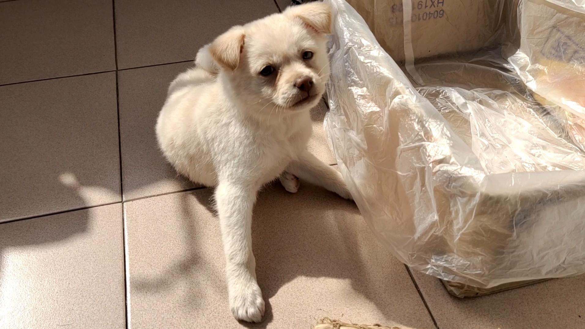 给流浪狗丢丢做检查狗狗吓得躲女子怀里瑟瑟发抖乖的让人心疼