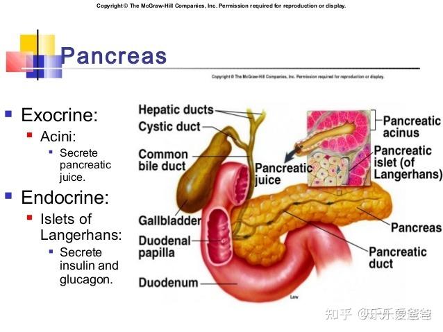 所以就翻译成了中医里面的脾,后来西医纠正了pancreas才是消化器官