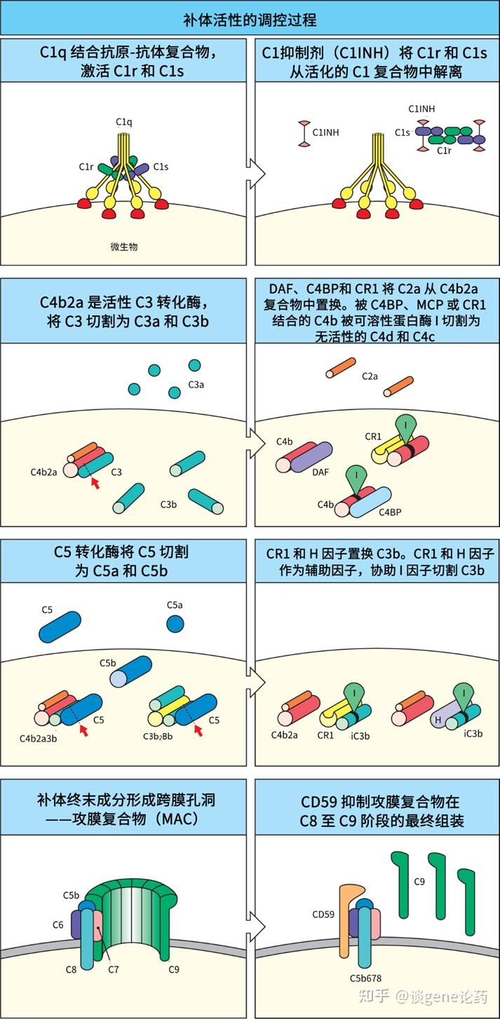 补体系统与固有免疫(十) - 知乎
