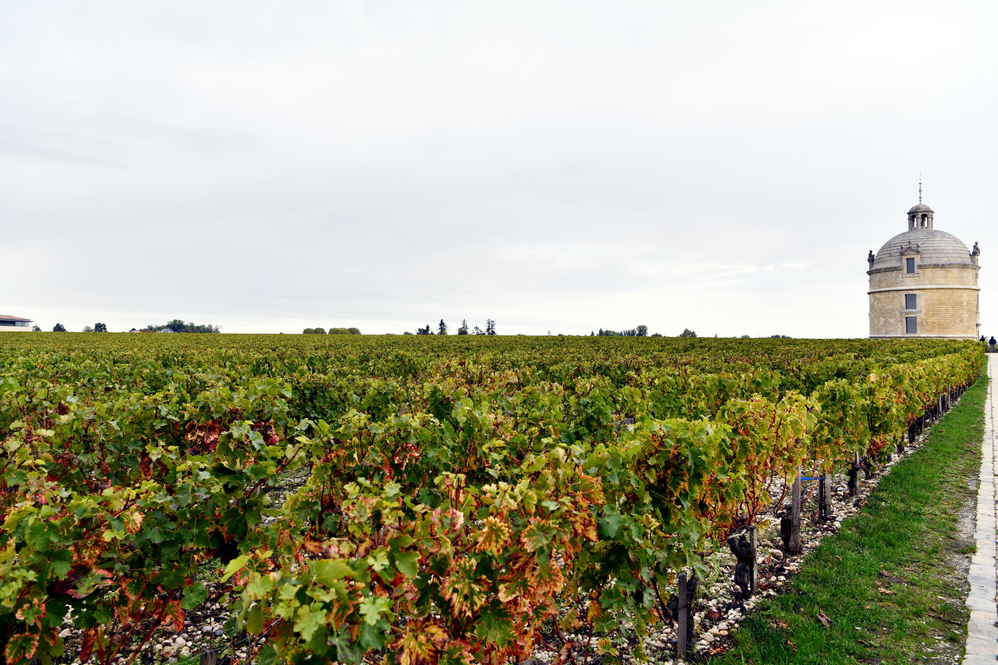 买下一座法国波尔多葡萄园酒庄,需要多少钱? - 知乎