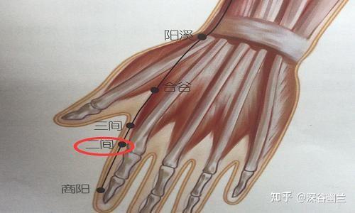 透过解剖二间穴处查病因 - 知乎