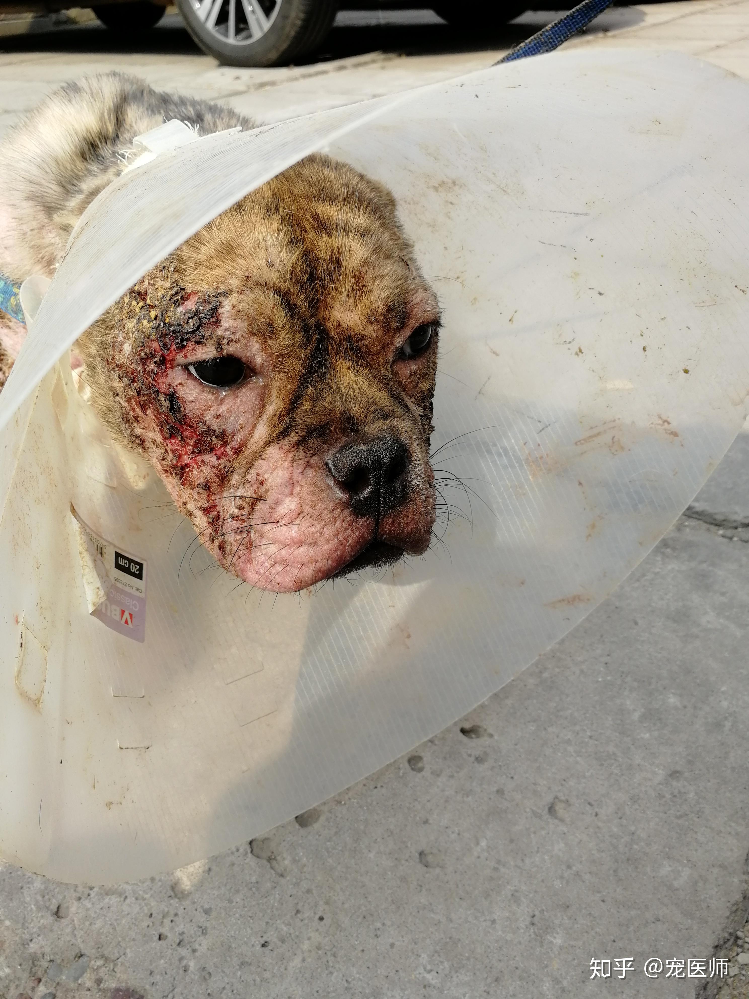 谈谈狗狗的皮肤病一只犬全身性蠕形螨
