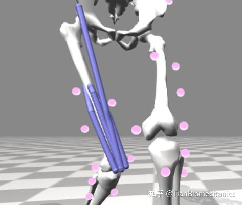 Opensim教程1-肌肉骨骼建模入门 - 知乎