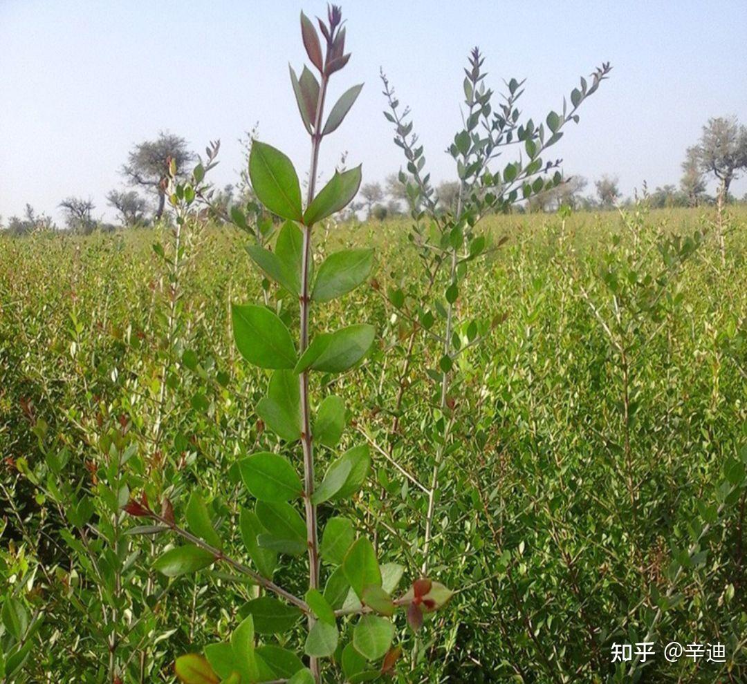 海娜,在印度已经形成是最主要的经济农作物.