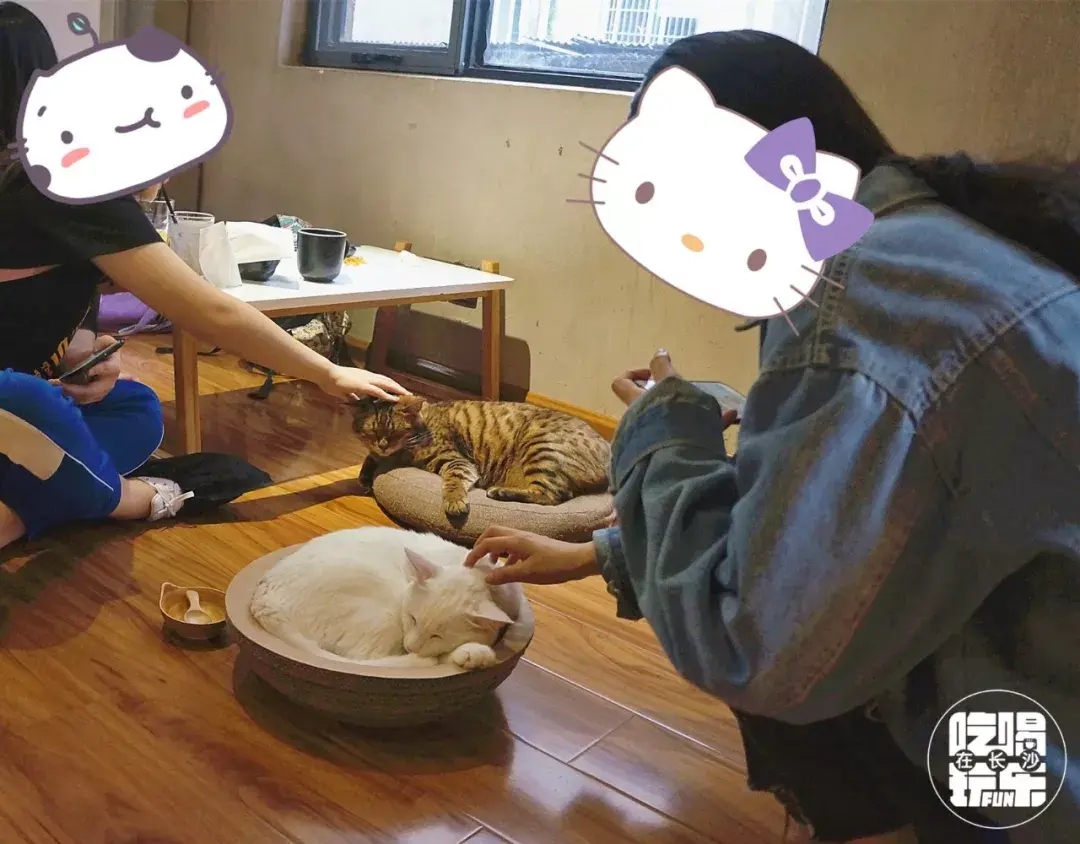 广州探店猫咖初体验/猫咪森林 - 知乎