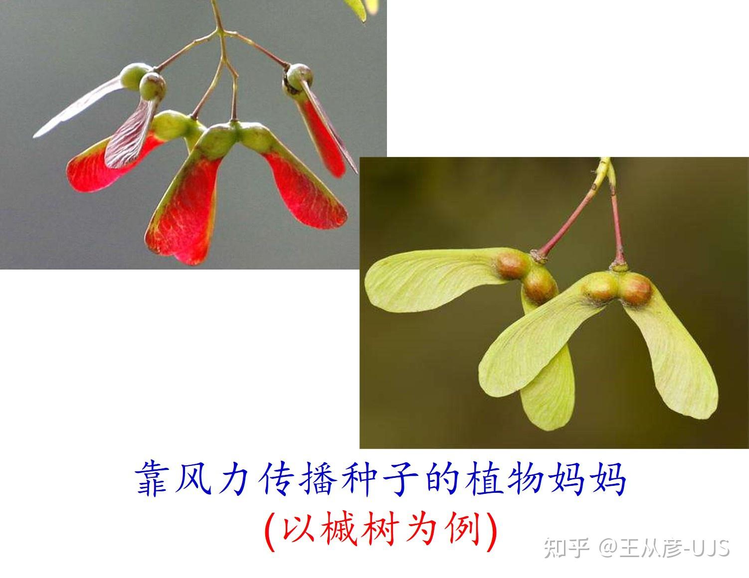 植物妈妈靠什么传播自己的种子? - 知乎