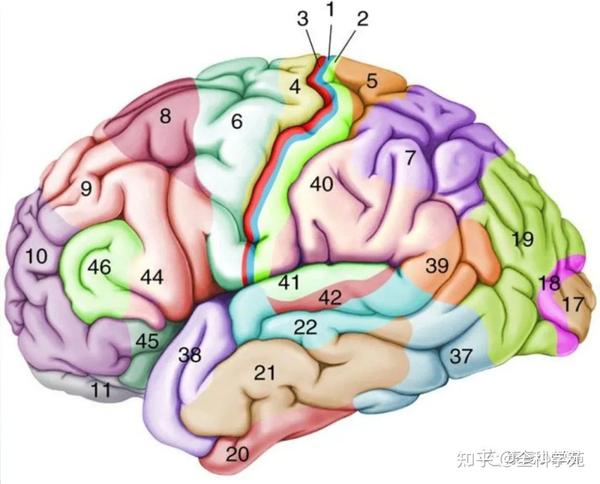 神经功能解剖 - 知乎
