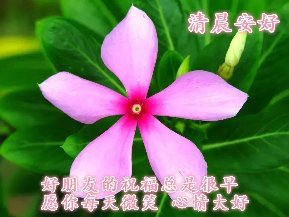 清晨群发早上好的祝福短信周六早上好问候语超好看的图片