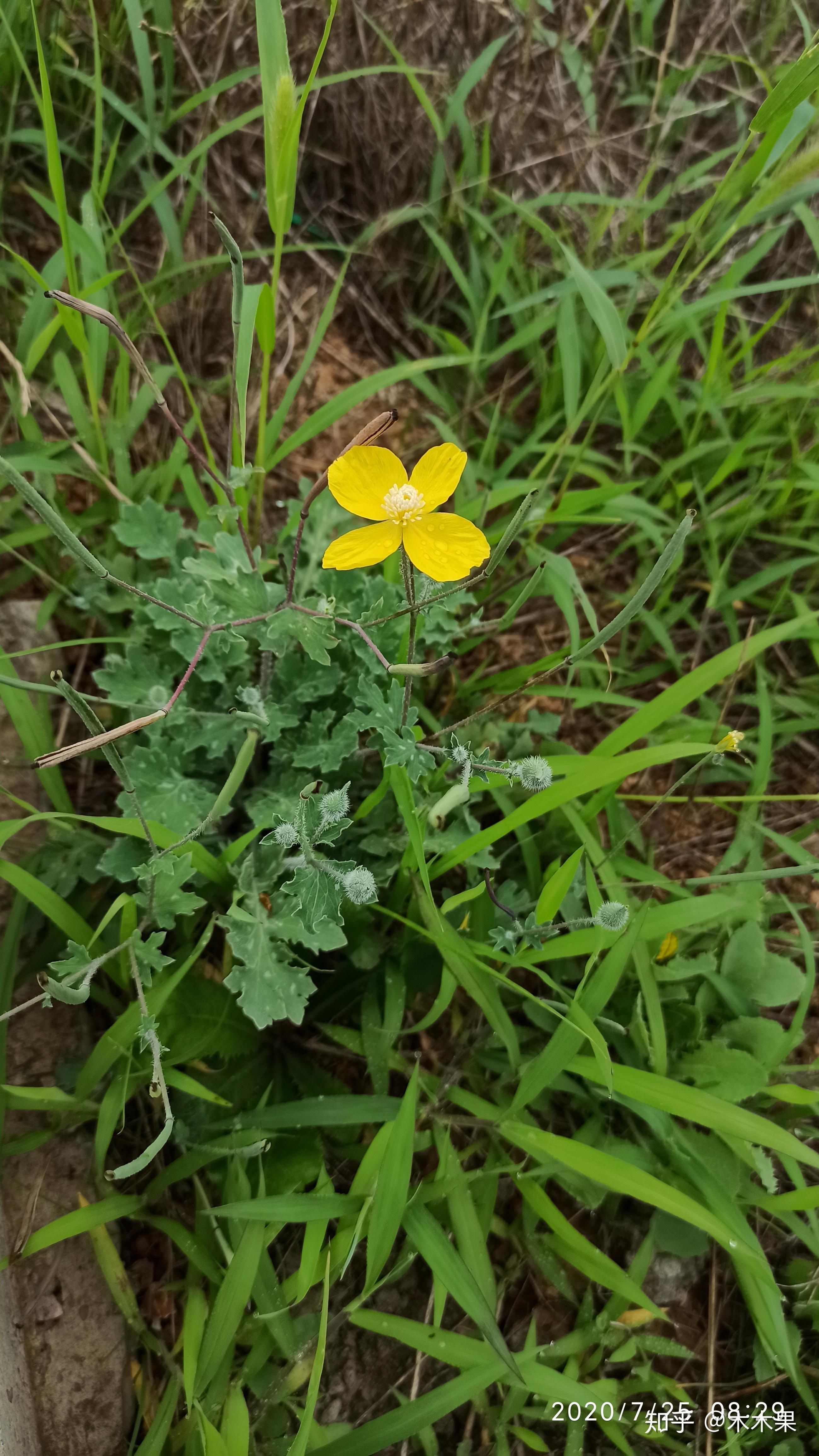 是白屈菜还是秃疮花