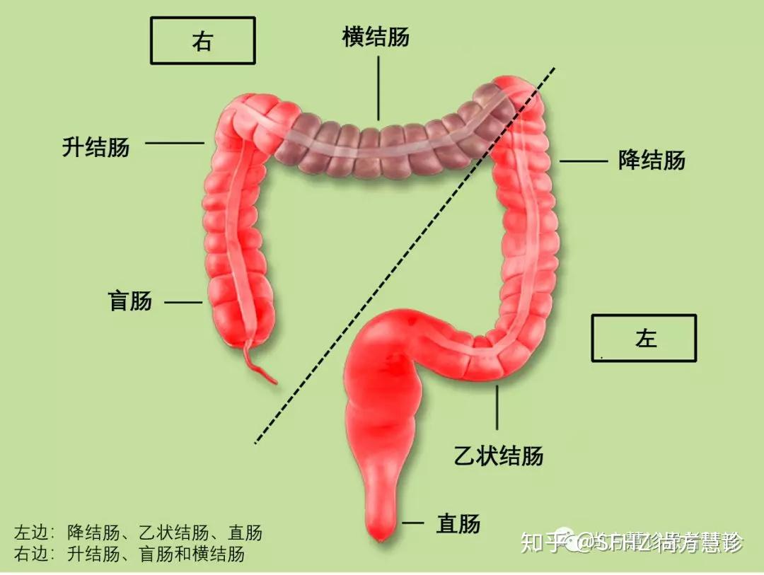 【内脏与疼痛】系膜小肠的组织结构_黏膜_空肠_淋巴管