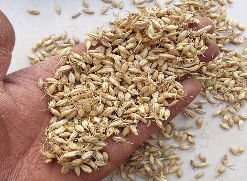 自酿啤酒设备操作流程之麦芽粉碎糖化