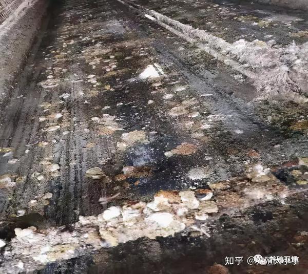 蛋鸡瘫痪、凌晨憋死鸡现象增多-需要从根源上解决! - 知乎