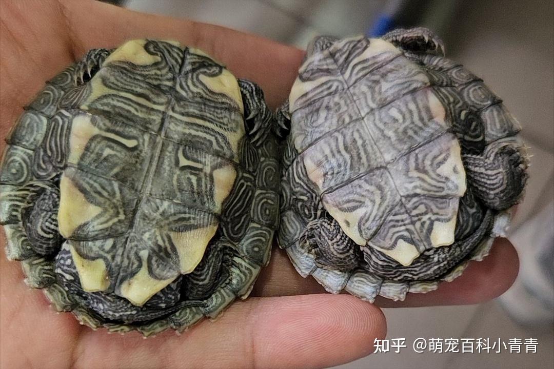 地图龟是什么龟?地图龟全方位科普介绍,一文搞懂地图龟方方面面 - 知乎