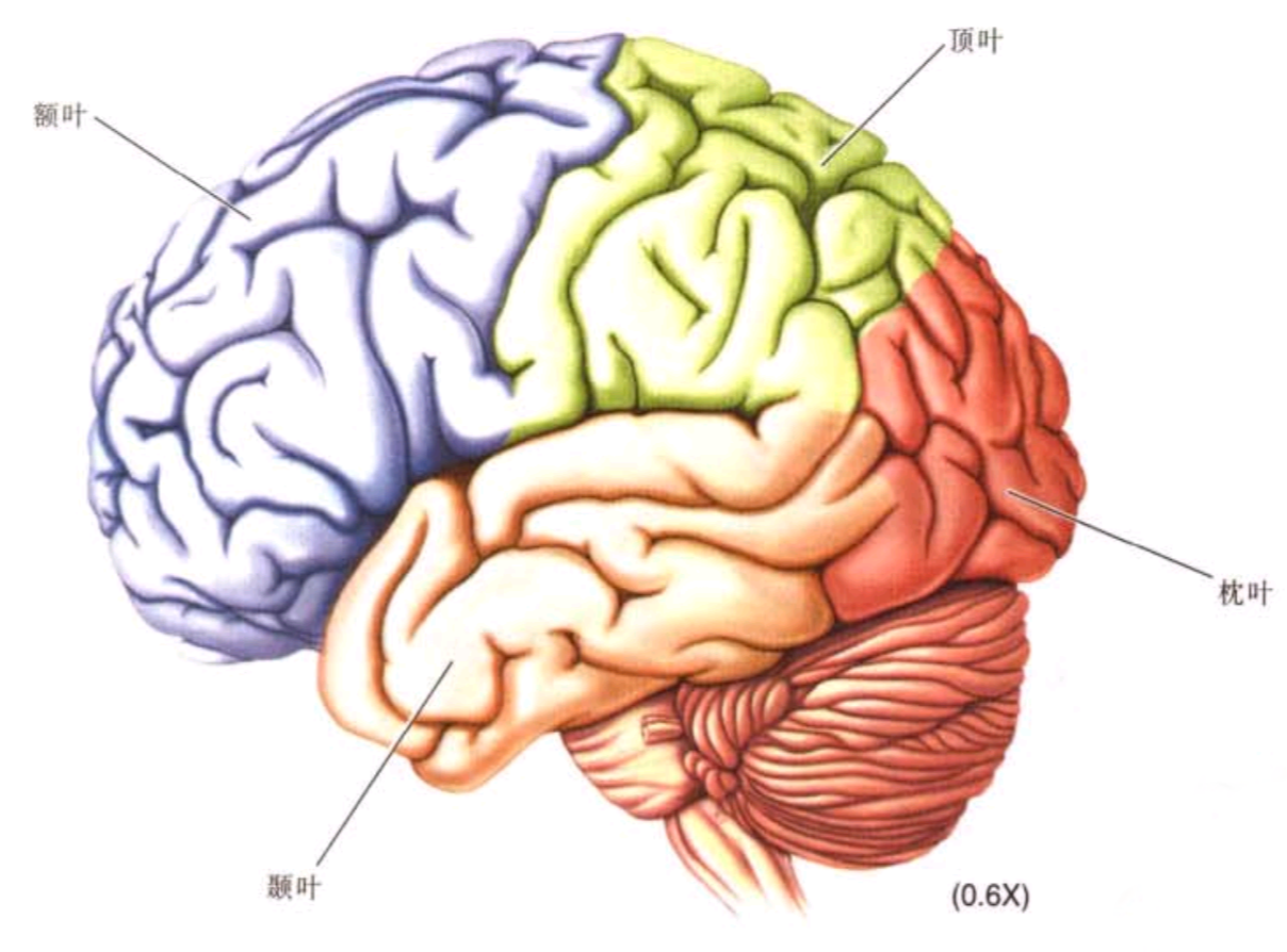 s先生大脑中处理语言理解的脑区部分损伤了,这个脑区位于大脑的颞叶