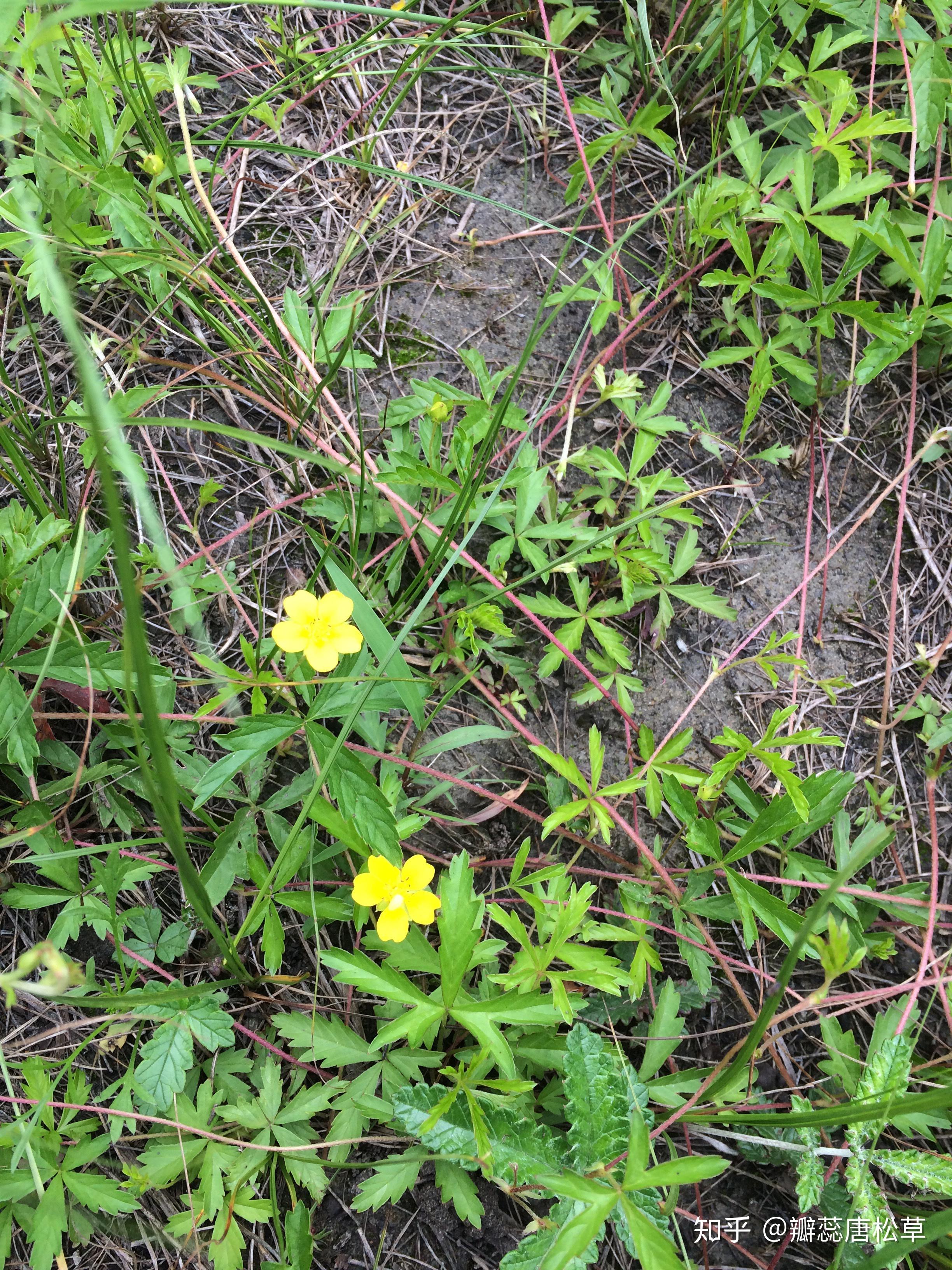大庆野地植物82翻白委陵菜