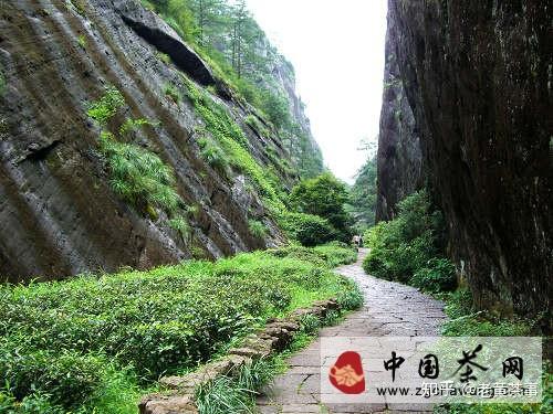 黄家大红袍门口图片