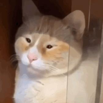 全世界最丑的猫都在这了 笑到飙泪 知乎