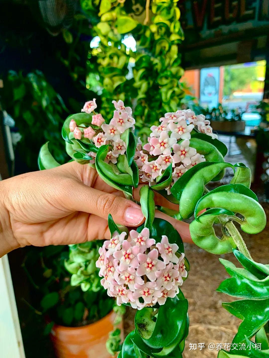 买来的球兰一直不长,更别说开花,要怎么改善呢? - 知乎