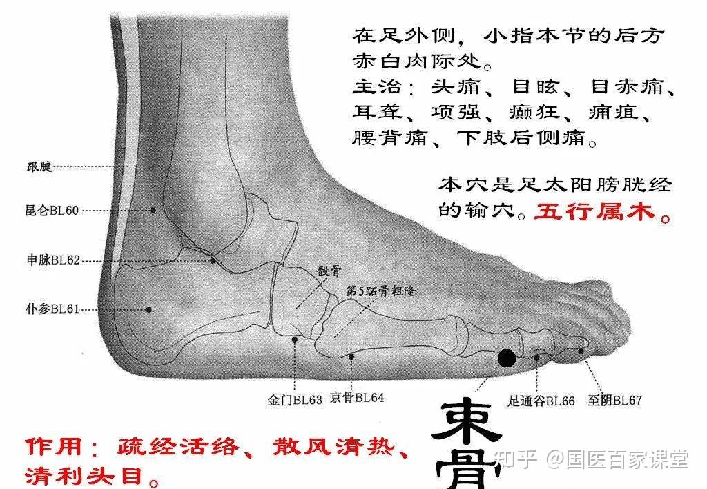 颈三针丨后溪穴、束骨穴、悬钟穴 - 知乎