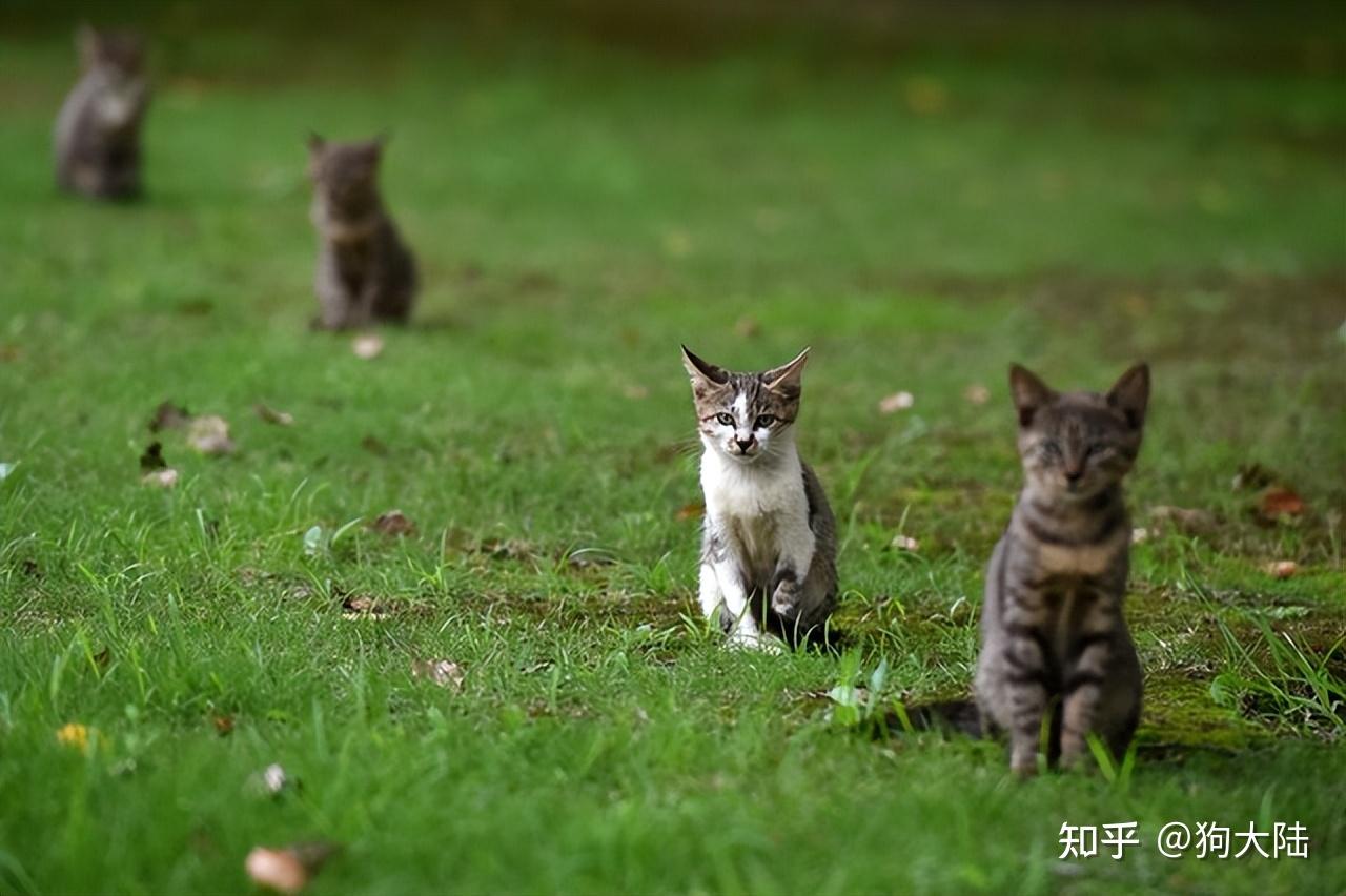 流浪猫究竟有多辛苦?它们的尽头是什么?看完你就知道了 - 知乎