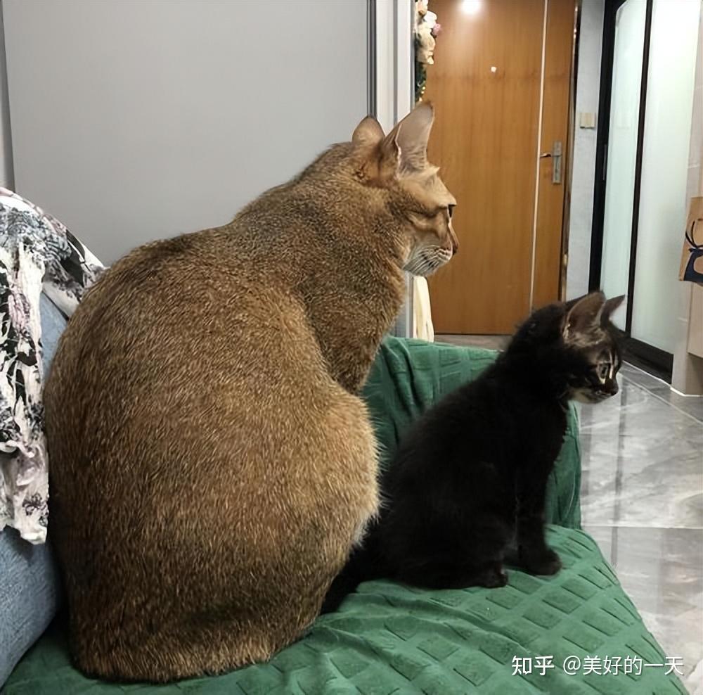 原来“雀猫”才是中华神猫,这几点太优秀了,不愧是猫界大哥