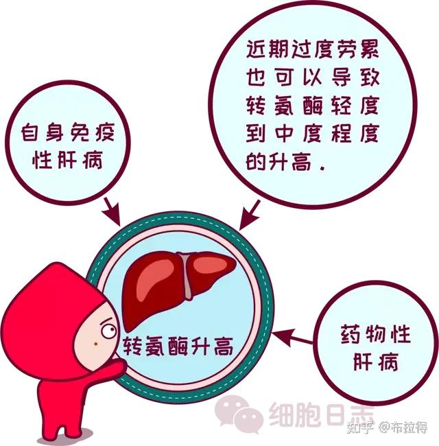 转氨酶偏高,暂缓献血,这是怎么回事?