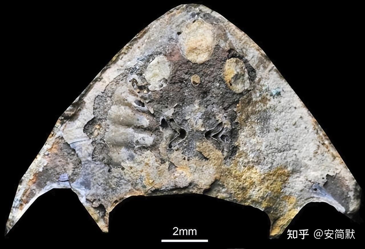 2011年,中,英,法三国的古生物学家对曙鱼进行了同