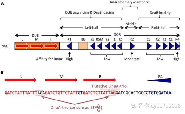 大腸桿菌複製起點結構.front microbiol. 2017; : 2496.