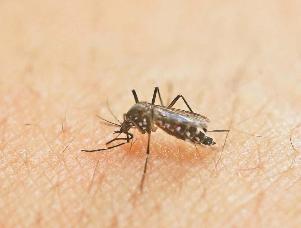 为什么今年蚊子特别大？ - 知乎