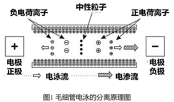 想get更多免疫检测技术?毛细管电泳了解一下