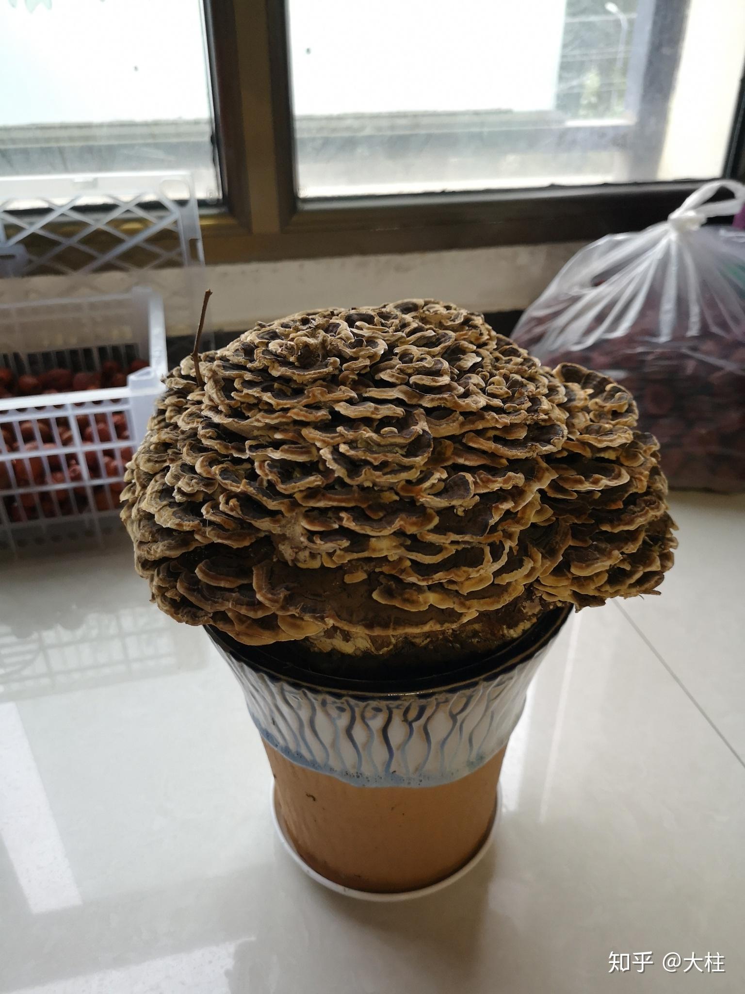 核桃树根上长的菌菇