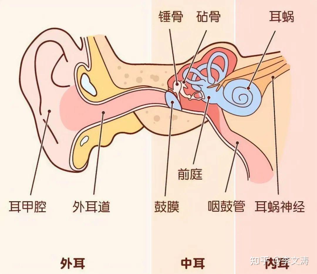 耳骨位置示意图图片