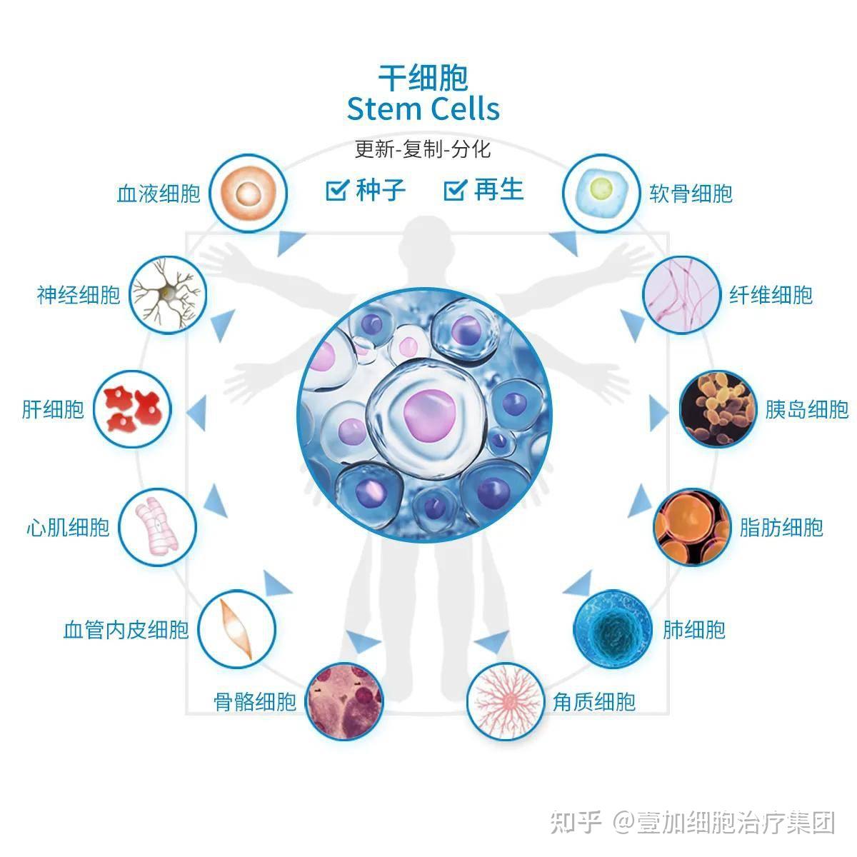 nature重磅丨北大团队研发人多潜能干细胞制备技术