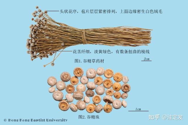 中药学——谷精草——祛风散热，明目退翳。 治目翳，雀盲，头痛，齿痛，喉痹，鼻衄。 - 知乎