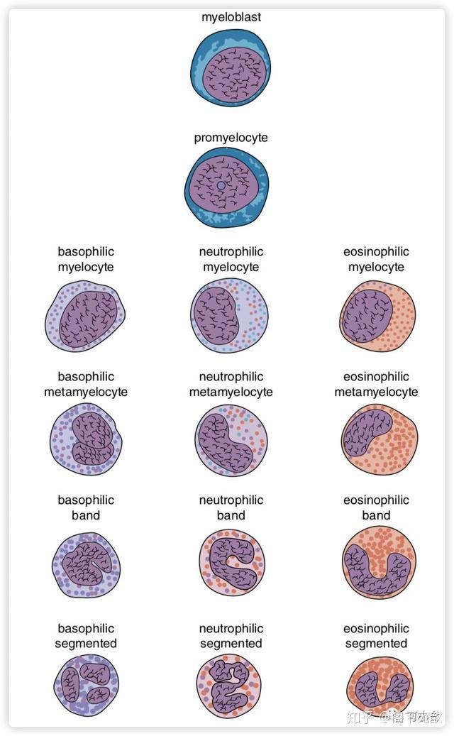 中性粒细胞特点图片