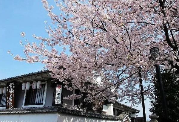 日本樱花 一期一会的粉色浪漫 赏樱 推荐 知乎