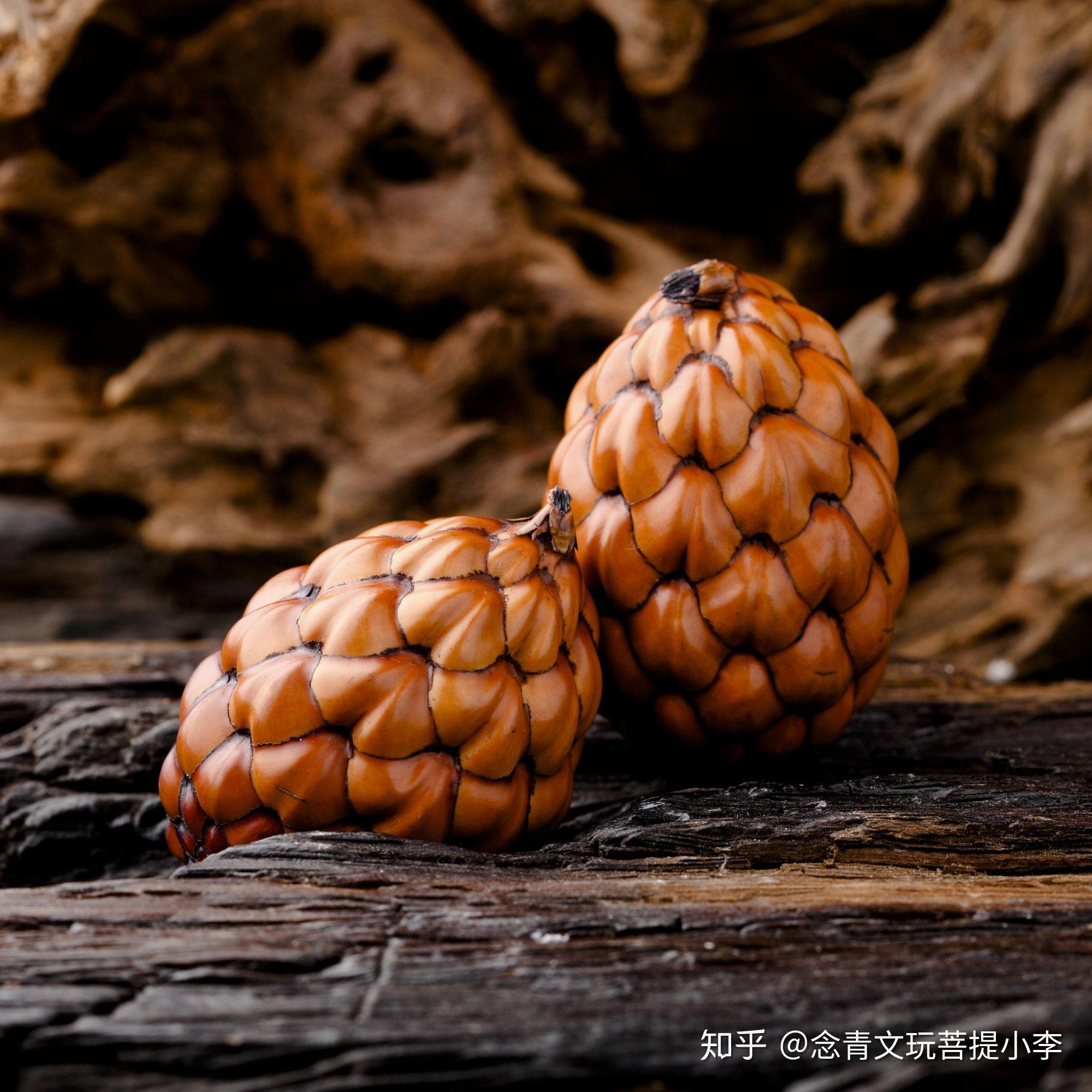 酒椰棕榈为常绿乔木.直立,树形优美.