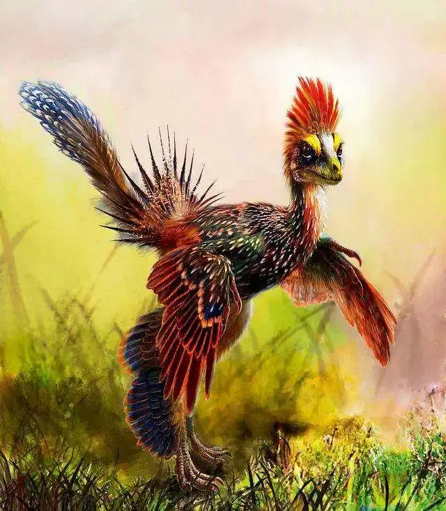 比如一只"恐龙鸡"