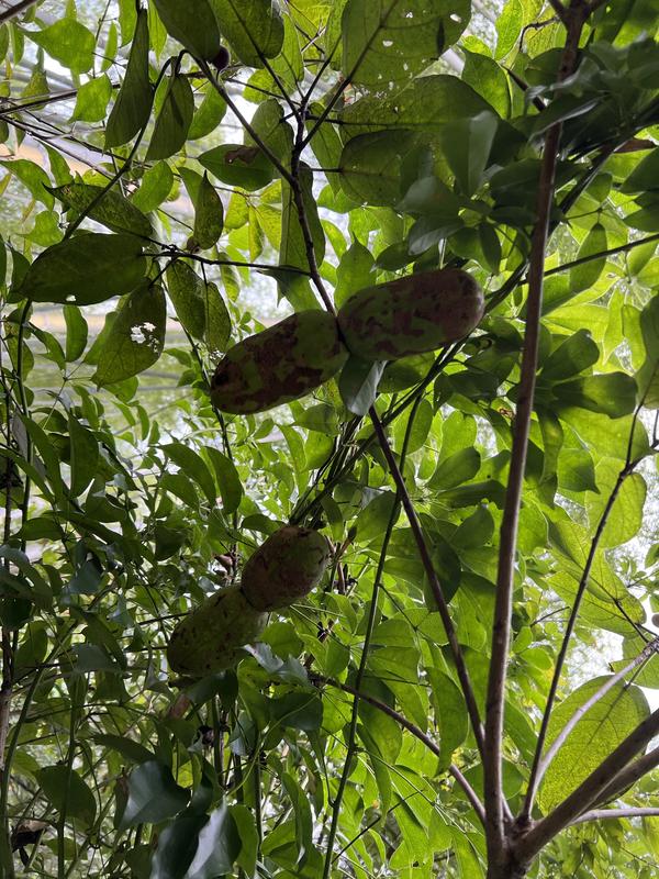 钝药野木瓜,农村纯原野外生长水果,口感淡淡甜香味很入味